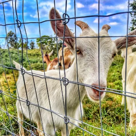 Goat looking through the fence