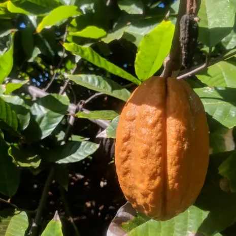 Tropical fruit hanging from a tree